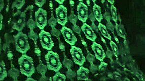 Bent Over Doggystyle Groping Tits