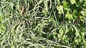 Slut Milf Brunette Gretala Excitedly Squirts In Meadow Cave!