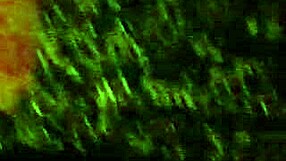 Big Juicy Milf's Ass Fucked By Younger Guy In Homemade Scene