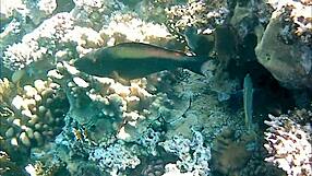 i watch naughty milf mariaold flashin her huge natural boobs an pussy.