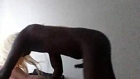 Latino sucks black shemale's big cock