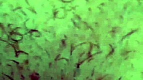 I explode on his face while he devours my hairy pussy