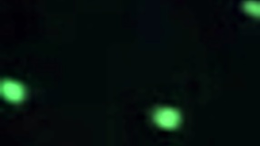 Brazilian Gay Group Outdoor Sex