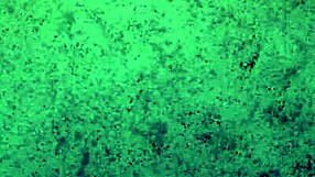 Brunette Babe Teases With Ass Shaking And Worshiping In Panties Try On Haul