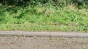 housewife gets pulled over for naughty public masturbation in car layby