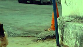 Roxy Fox instructs, 'Follow my cum eating tutorial and swallow every drop'