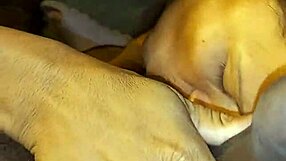 i always wanted a threesome with neighbor and stepsister