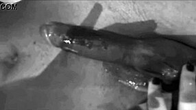 मेरी wife sperm deposit है, guys उसे big black cocks से impregnate करते हुए देख रहा हूँ