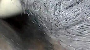 Jenny donkey experiences pain in the ring with big cock