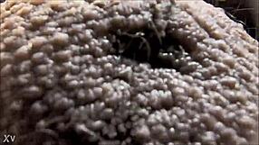 Hey, ever wondered about ablatisque testiculis meaning balls in latin language context?