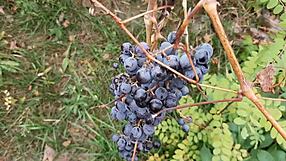 Brunette couple shares passionate autumn romantic sex in hut with hairy beaver and mutual masturbation