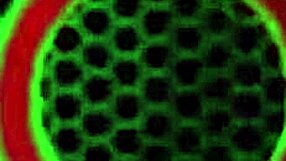 ever wonder how a cuban milf straps cristi ann's pussy into submission?