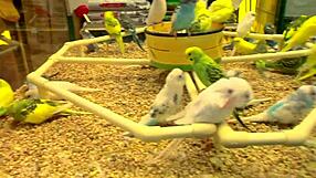 Fucking BIG TITS MILF on BED with DEEPTHROAT and DOGGYSTYLE