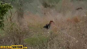 wild horny african teen takes big cock deep in pussy