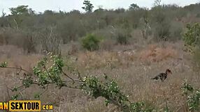 wild horny african teen takes big cock deep in pussy