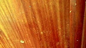 stepmom pisses from hairy mature pussy then horny stepsons monster cock pov