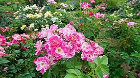 My College Friend Pounds My Tight Pussy Hard in Steamy Romantic Fuck Session!