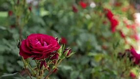 My College Friend Pounds My Tight Pussy Hard in Steamy Romantic Fuck Session!