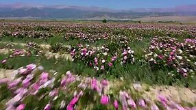 My College Friend Pounds My Tight Pussy Hard in Steamy Romantic Fuck Session!