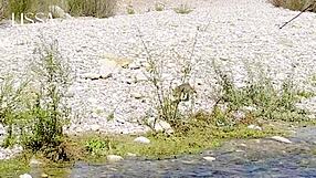 Outdoor Latina Couple Flashes Fucks Blowjob Cum on Ass!