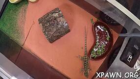 exhibitionist amateur babe sucks cock hard then bends over for wet pussy doggystyle pounding