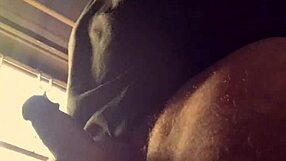 daddy shower slave begs for penes lluvia bad wolf28